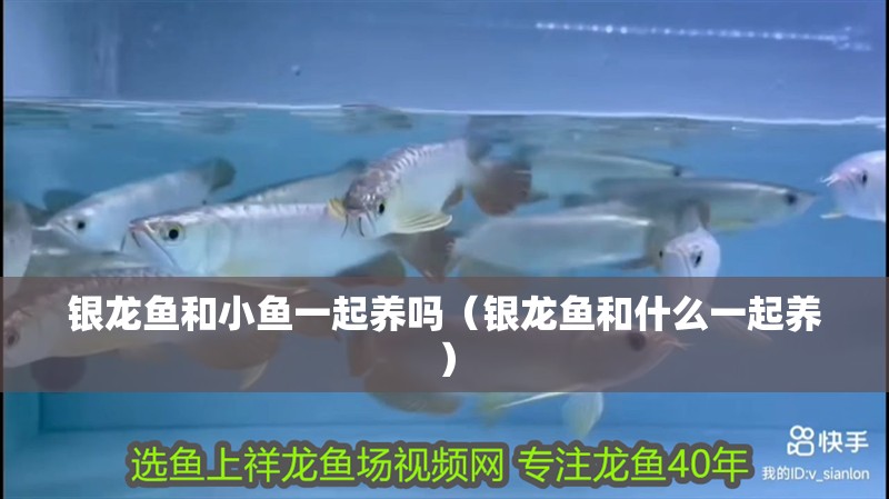 銀龍魚和小魚一起養(yǎng)嗎（銀龍魚和什么一起養(yǎng)）