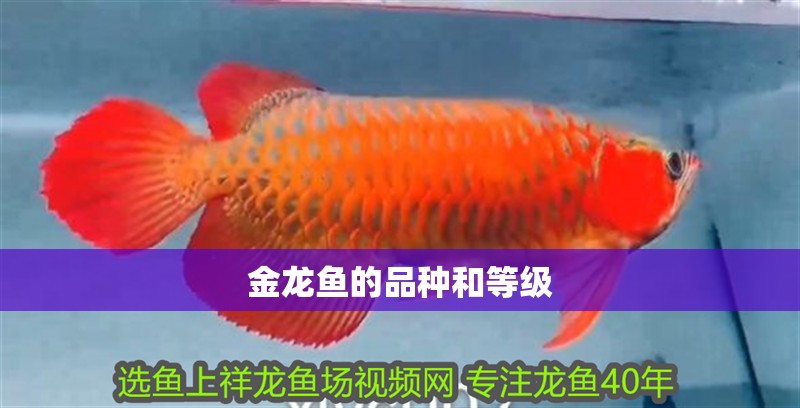 金龍魚的品種和等級