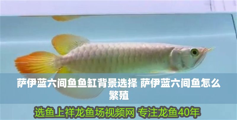 薩伊藍(lán)六間魚(yú)魚(yú)缸背景選擇 薩伊藍(lán)六間魚(yú)怎么繁殖