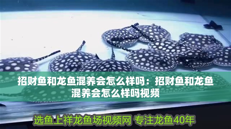 招財魚和龍魚混養會怎么樣嗎：招財魚和龍魚混養會怎么樣嗎視頻