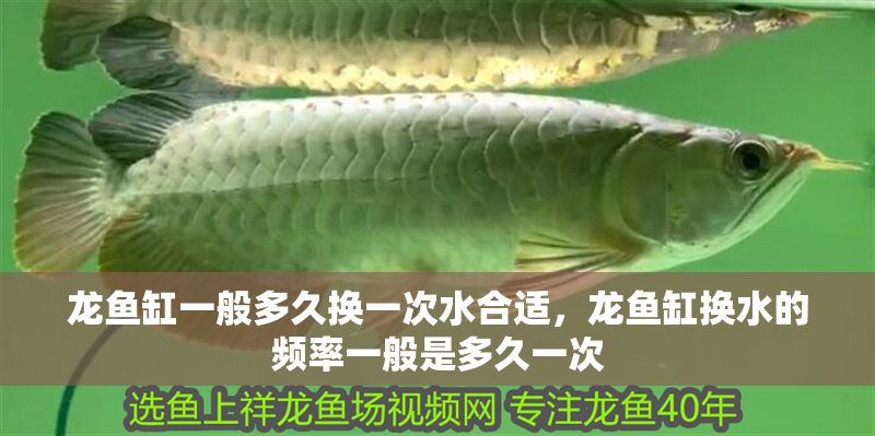 龍魚缸一般多久換一次水合適，龍魚缸換水的頻率一般是多久一次 龍魚缸一般多久換一次水合適，龍魚缸換水的頻率一般是多久一次 魚缸百科 第2張