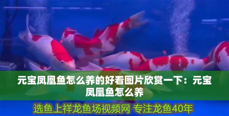 元寶鳳凰魚怎么養的好看圖片欣賞一下：元寶鳳凰魚怎么養 元寶鳳凰魚怎么養的好看圖片欣賞一下：元寶鳳凰魚怎么養 元寶鳳凰魚百科 第2張
