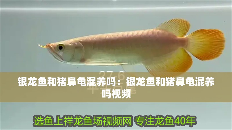銀龍魚和豬鼻龜混養嗎:銀龍魚和豬鼻龜混養嗎視頻 水族問答 銀龍魚和豬鼻龜混養嗎:銀龍魚和豬鼻龜混養嗎視頻 銀龍魚和豬鼻龜混養嗎:銀龍魚和豬鼻龜混養嗎視頻 水族問答