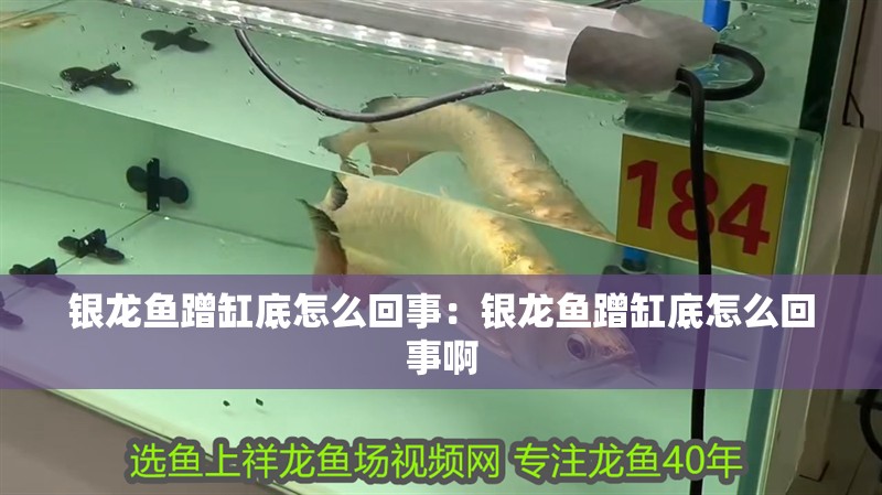 銀龍魚蹭缸底怎么回事：銀龍魚蹭缸底怎么回事啊 銀龍魚蹭缸底怎么回事：銀龍魚蹭缸底怎么回事啊 水族問答