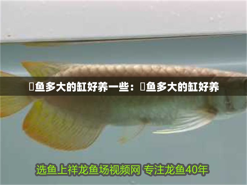 魟魚多大的缸好養一些：魟魚多大的缸好養