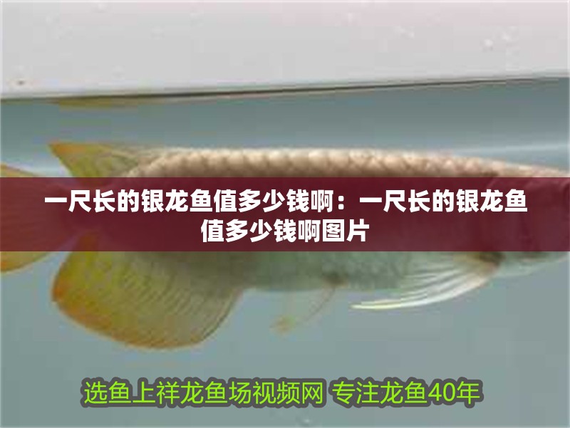 一尺長的銀龍魚值多少錢啊：一尺長的銀龍魚值多少錢啊圖片 一尺長的銀龍魚值多少錢啊：一尺長的銀龍魚值多少錢啊圖片 水族問答