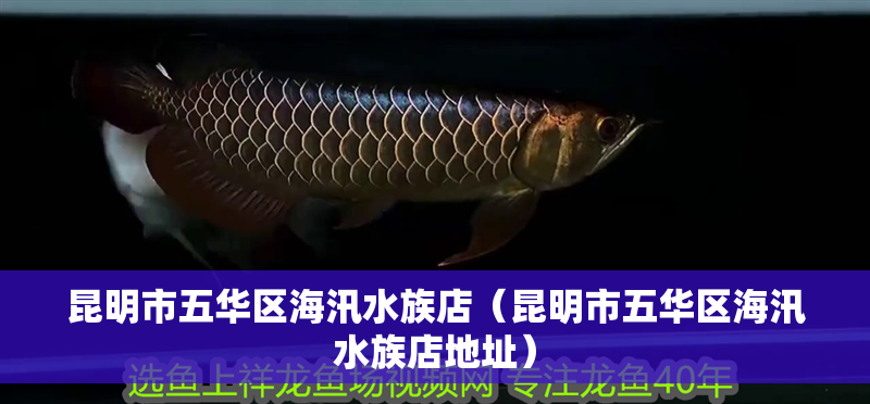 昆明市五華區海汛水族店（昆明市五華區海汛水族店地址）