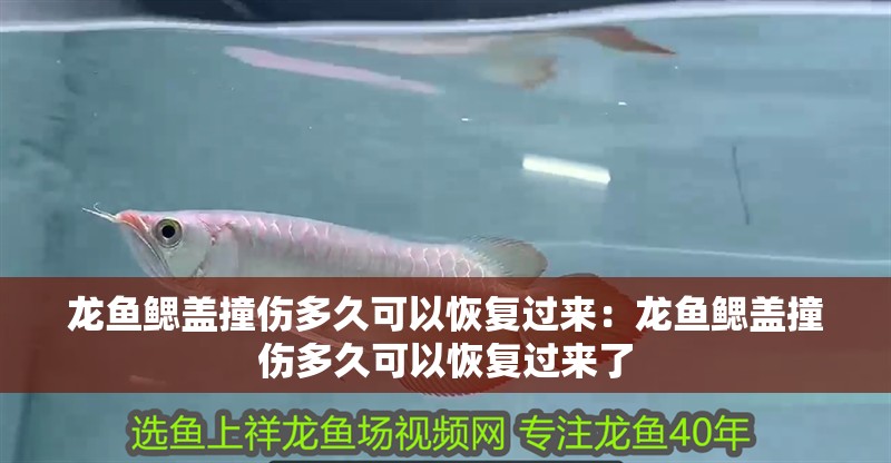 龍魚鰓蓋撞傷多久可以恢復(fù)過來：龍魚鰓蓋撞傷多久可以恢復(fù)過來了 龍魚鰓蓋撞傷多久可以恢復(fù)過來：龍魚鰓蓋撞傷多久可以恢復(fù)過來了 水族問答