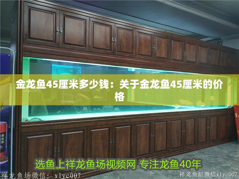 金龍魚45厘米多少錢：關(guān)于金龍魚45厘米的價格