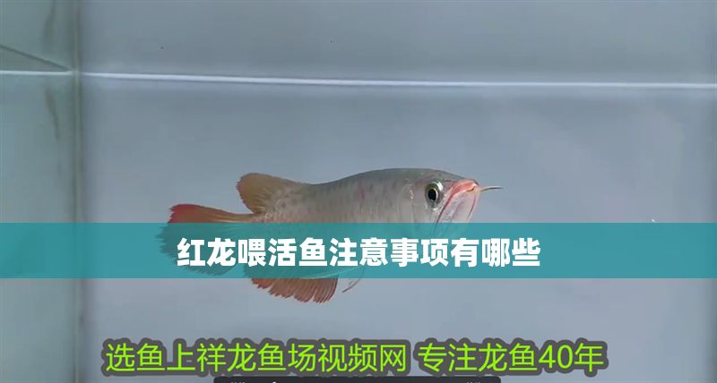 紅龍喂活魚注意事項有哪些