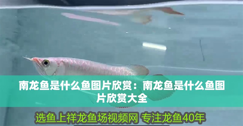 南龍魚是什么魚圖片欣賞：南龍魚是什么魚圖片欣賞大全