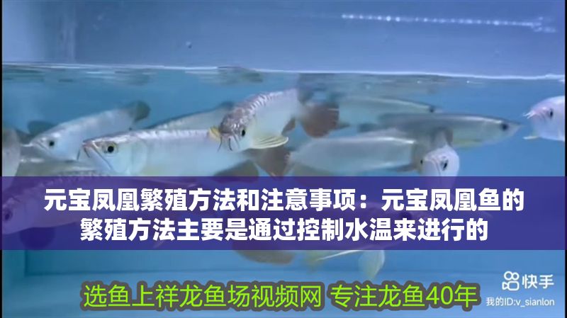 元寶鳳凰繁殖方法和注意事項(xiàng)：元寶鳳凰魚的繁殖方法主要是通過控制水溫來進(jìn)行的