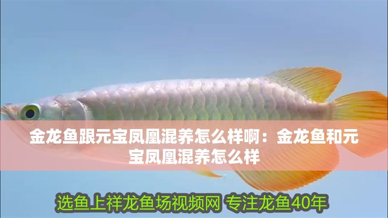 金龍魚跟元寶鳳凰混養怎么樣啊：金龍魚和元寶鳳凰混養怎么樣