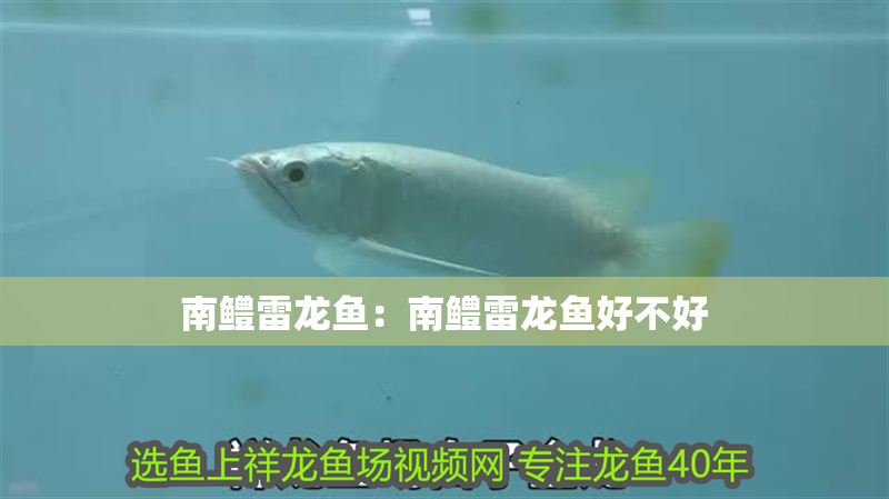 南鱧雷龍魚：南鱧雷龍魚好不好