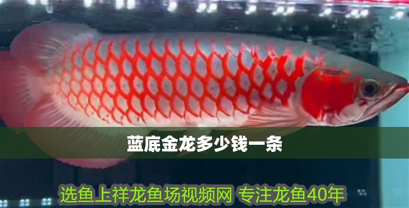 藍底金龍多少錢一條