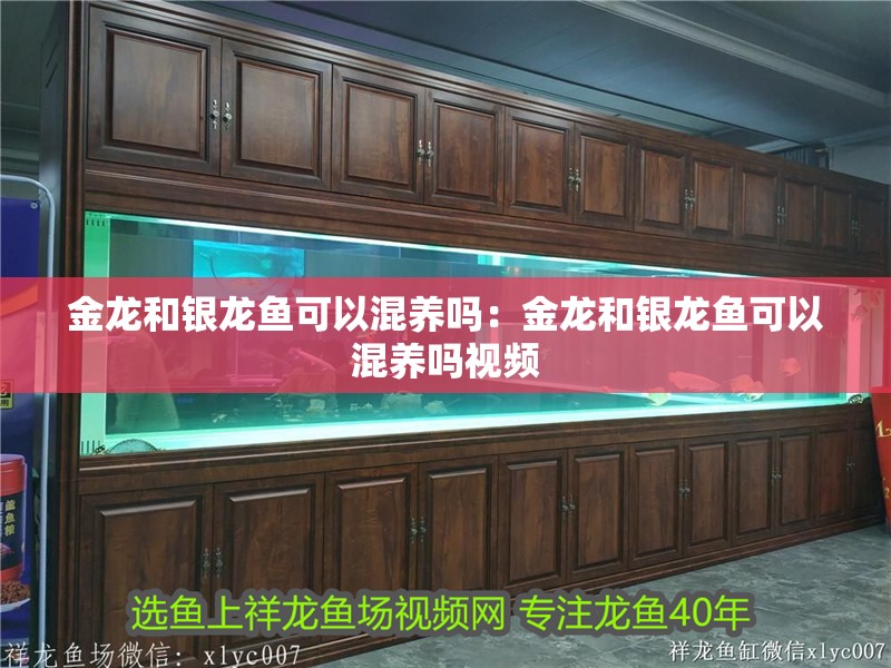 金龍和銀龍魚可以混養嗎：金龍和銀龍魚可以混養嗎視頻 金龍和銀龍魚可以混養嗎：金龍和銀龍魚可以混養嗎視頻 水族問答