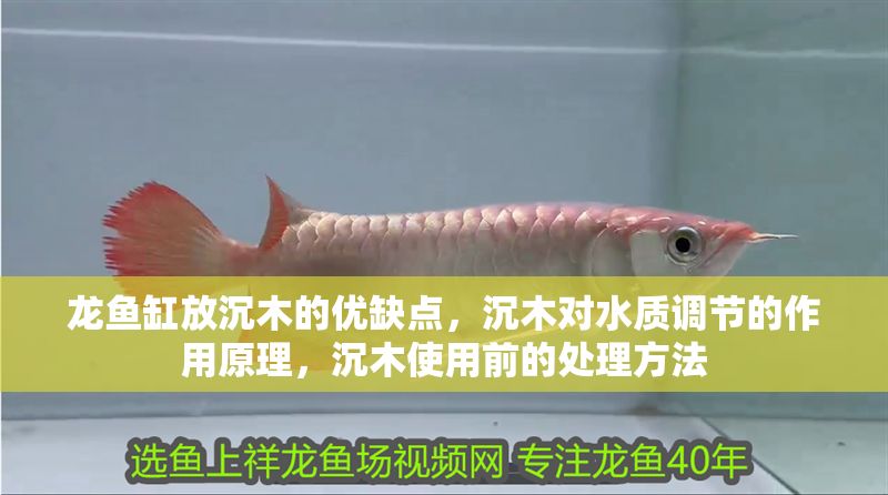 龍魚缸放沉木的優(yōu)缺點，沉木對水質(zhì)調(diào)節(jié)的作用原理，沉木使用前的處理方法