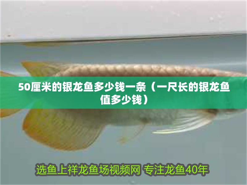 50厘米的銀龍魚多少錢一條（一尺長的銀龍魚值多少錢）