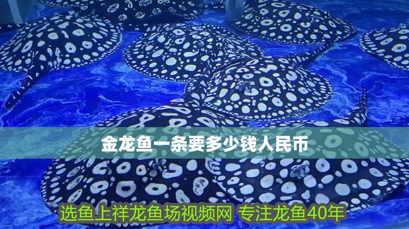 金龍魚一條要多少錢人民幣