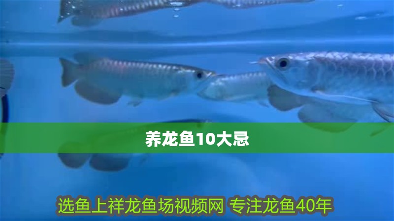 養龍魚10大忌 龍魚百科 第1張 養龍魚10大忌 養龍魚10大忌 龍魚百科 第1張