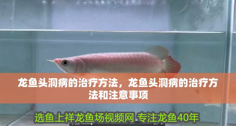 龍魚頭洞病的治療方法，龍魚頭洞病的治療方法和注意事項(xiàng)