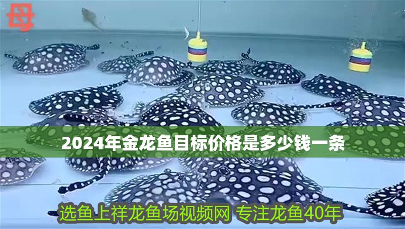 2024年金龍魚目標價格是多少錢一條