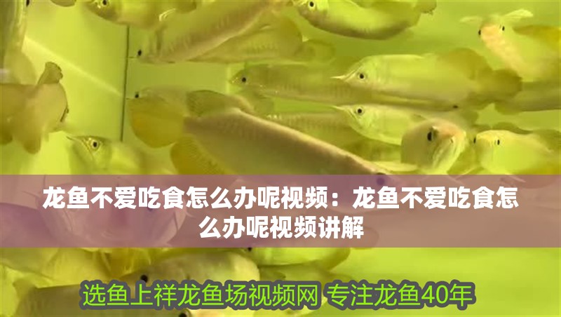 龍魚不愛吃食怎么辦呢視頻：龍魚不愛吃食怎么辦呢視頻講解 龍魚不愛吃食怎么辦呢視頻：龍魚不愛吃食怎么辦呢視頻講解 水族問答