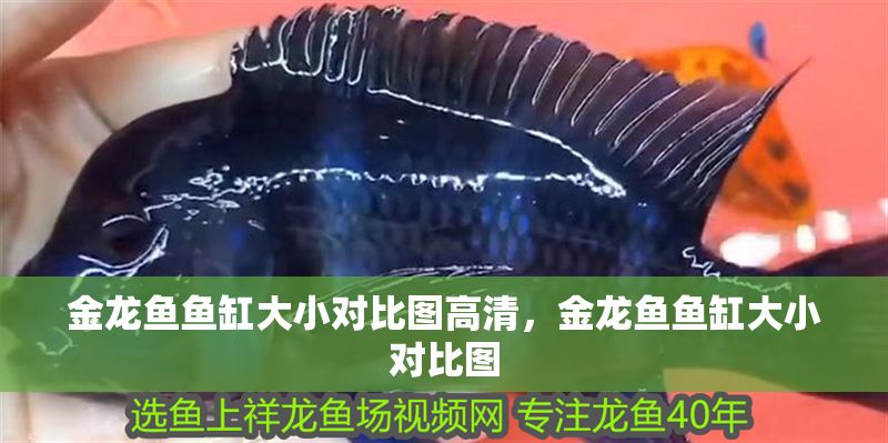 金龍魚魚缸大小對比圖高清，金龍魚魚缸大小對比圖