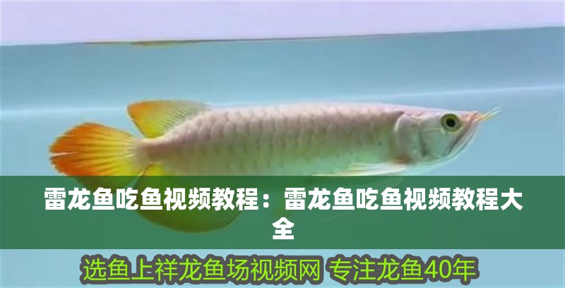 雷龍魚吃魚視頻教程：雷龍魚吃魚視頻教程大全