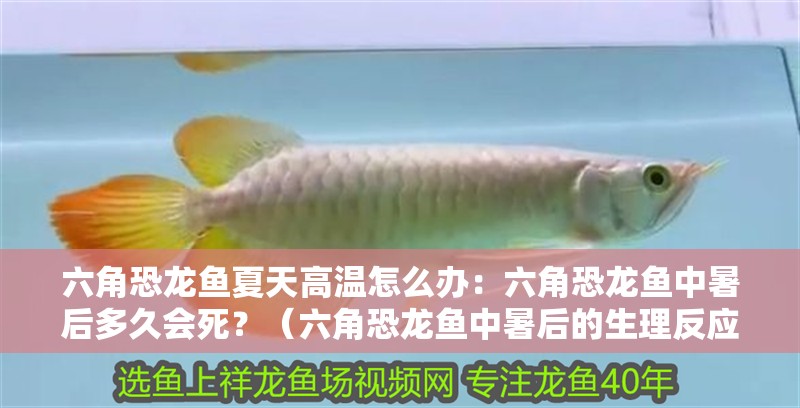 六角恐龍魚夏天高溫怎么辦：六角恐龍魚中暑后多久會死？（六角恐龍魚中暑后的生理反應(yīng)、可能的死亡時間）