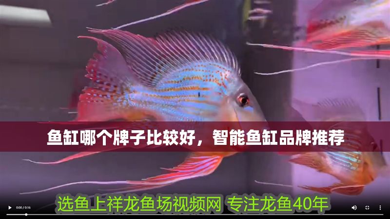 魚缸哪個牌子比較好，智能魚缸品牌推薦