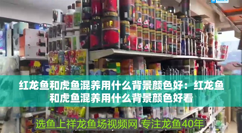 紅龍魚(yú)和虎魚(yú)混養(yǎng)用什么背景顏色好：紅龍魚(yú)和虎魚(yú)混養(yǎng)用什么背景顏色好看
