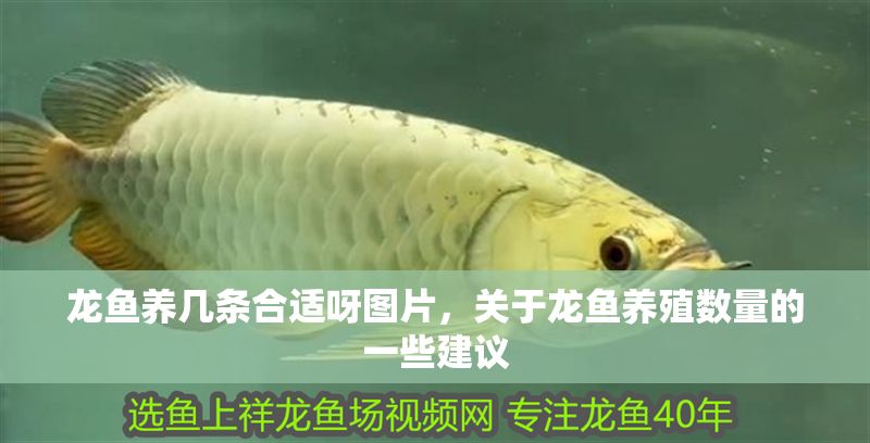 龍魚養幾條合適呀圖片，關于龍魚養殖數量的一些建議