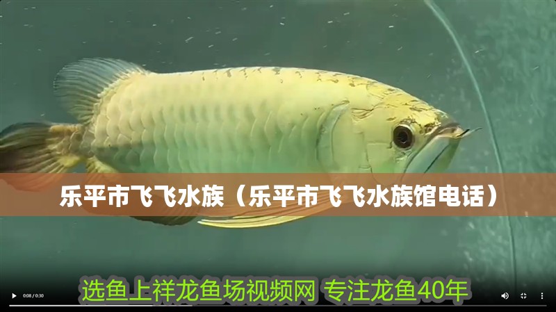 樂平市飛飛水族（樂平市飛飛水族館電話）