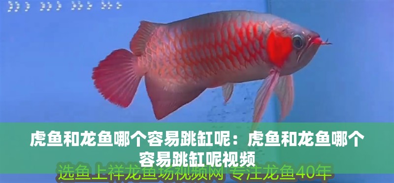 虎魚和龍魚哪個容易跳缸呢：虎魚和龍魚哪個容易跳缸呢視頻 虎魚和龍魚哪個容易跳缸呢：虎魚和龍魚哪個容易跳缸呢視頻 水族問答