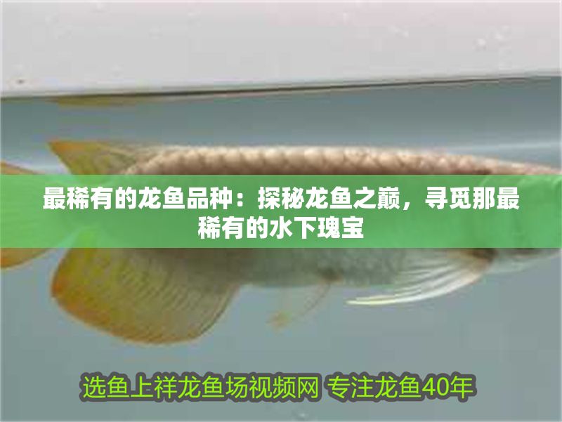 最稀有的龍魚品種：探秘龍魚之巔，尋覓那最稀有的水下瑰寶