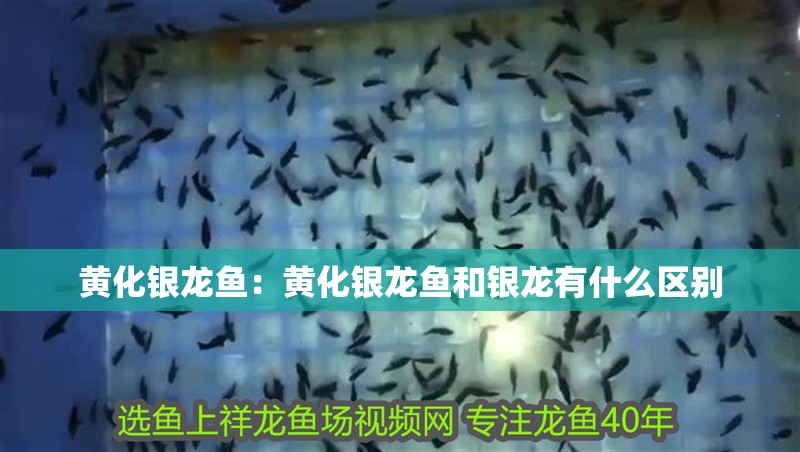黃化銀龍魚：黃化銀龍魚和銀龍有什么區(qū)別