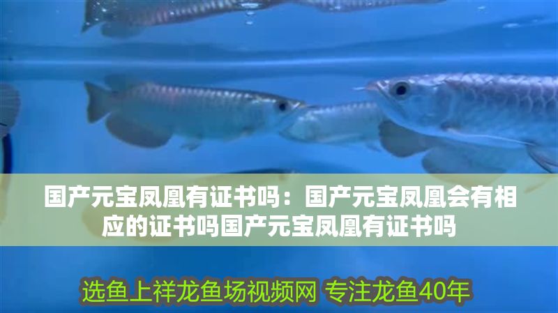 國產(chǎn)元寶鳳凰有證書嗎：國產(chǎn)元寶鳳凰會有相應(yīng)的證書嗎國產(chǎn)元寶鳳凰有證書嗎