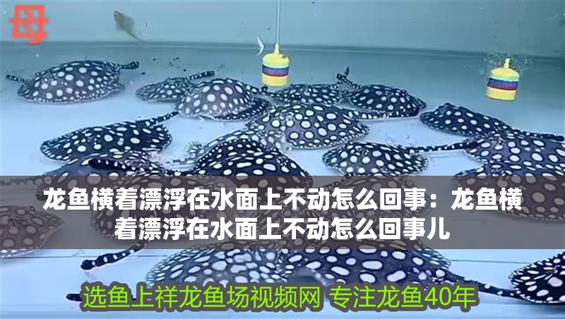 龍魚橫著漂浮在水面上不動怎么回事：龍魚橫著漂浮在水面上不動怎么回事兒 龍魚橫著漂浮在水面上不動怎么回事：龍魚橫著漂浮在水面上不動怎么回事兒 水族問答