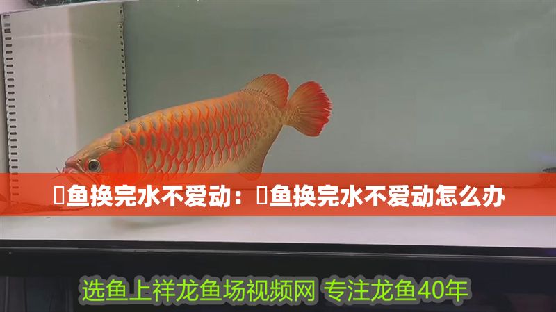 魟魚換完水不愛動：魟魚換完水不愛動怎么辦