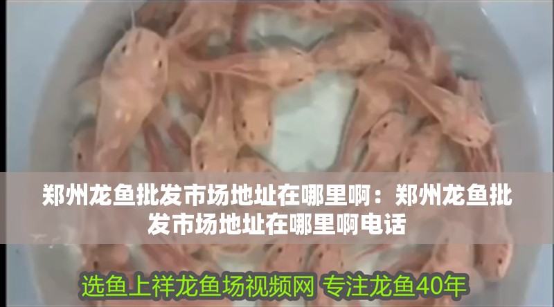 鄭州龍魚批發市場地址在哪里啊：鄭州龍魚批發市場地址在哪里啊電話 鄭州龍魚批發市場地址在哪里啊：鄭州龍魚批發市場地址在哪里啊電話 水族問答