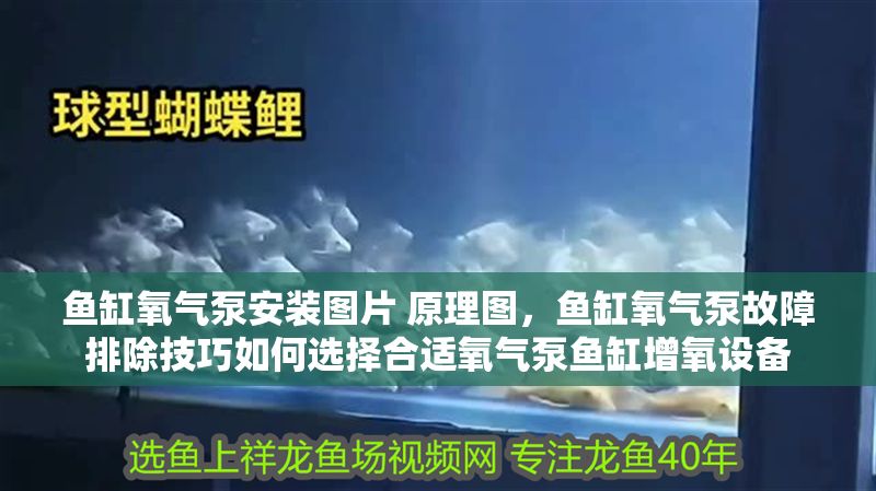 魚缸氧氣泵安裝圖片 原理圖，魚缸氧氣泵故障排除技巧如何選擇合適氧氣泵魚缸增氧設(shè)備 魚缸氧氣泵安裝圖片 原理圖，魚缸氧氣泵故障排除技巧如何選擇合適氧氣泵魚缸增氧設(shè)備 魚缸百科 第2張