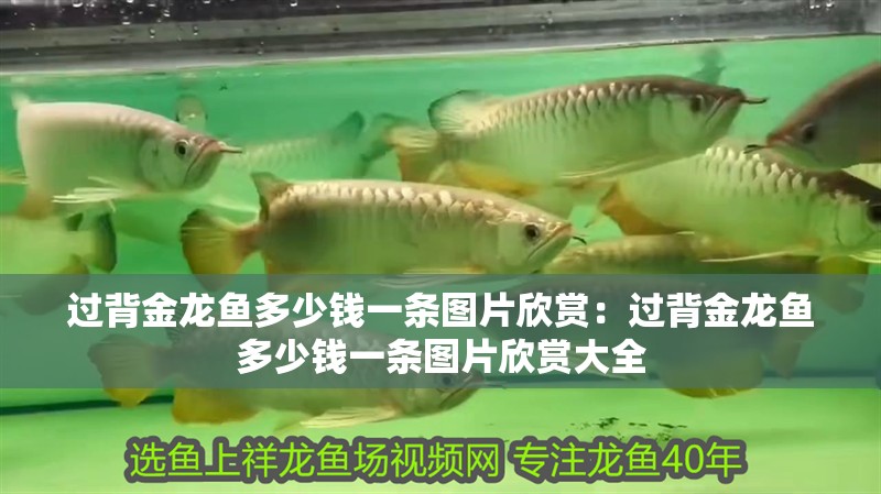 過背金龍魚多少錢一條圖片欣賞：過背金龍魚多少錢一條圖片欣賞大全