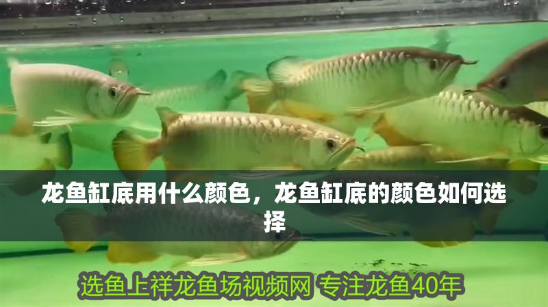 龍魚缸底用什么顏色，龍魚缸底的顏色如何選擇 龍魚缸底用什么顏色，龍魚缸底的顏色如何選擇 魚缸百科 第2張