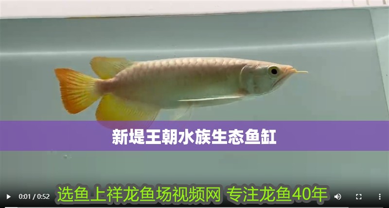 新堤王朝水族生態魚缸