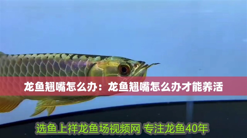 龍魚翹嘴怎么辦：龍魚翹嘴怎么辦才能養活