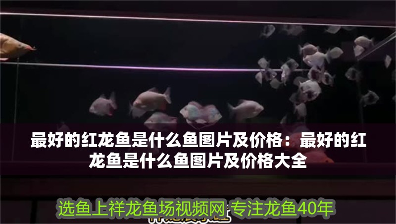 最好的紅龍魚是什么魚圖片及價格：最好的紅龍魚是什么魚圖片及價格大全