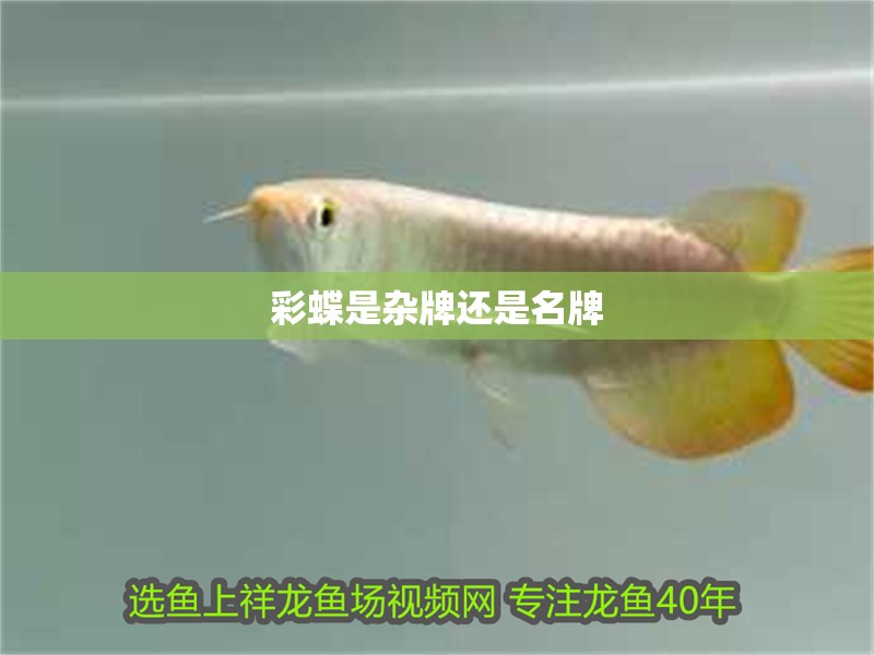 彩蝶是雜牌還是名牌