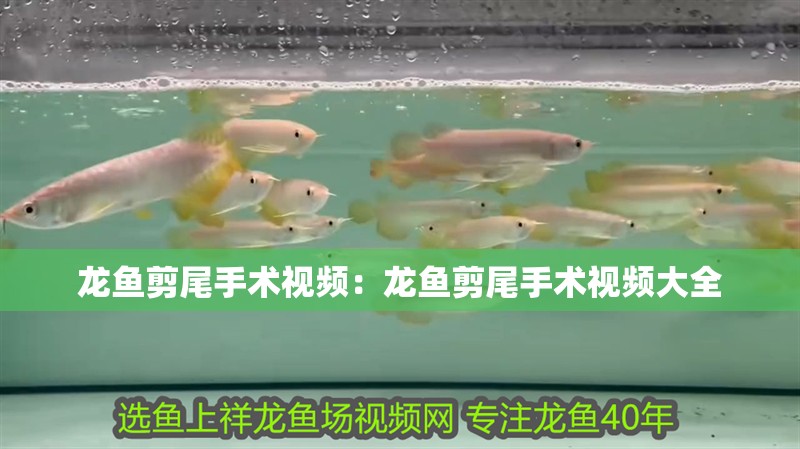 龍魚剪尾手術視頻：龍魚剪尾手術視頻大全