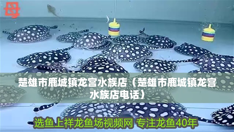 楚雄市鹿城鎮龍宮水族店（楚雄市鹿城鎮龍宮水族店電話）